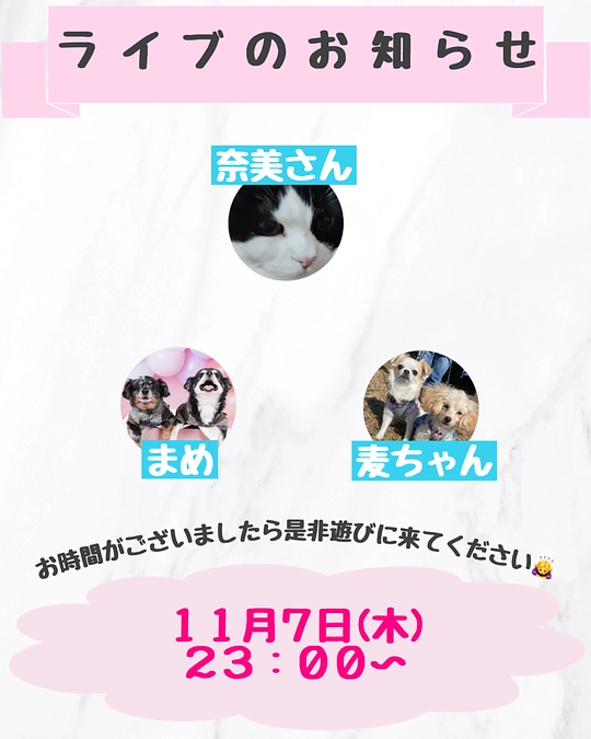 明日ライブします‼️