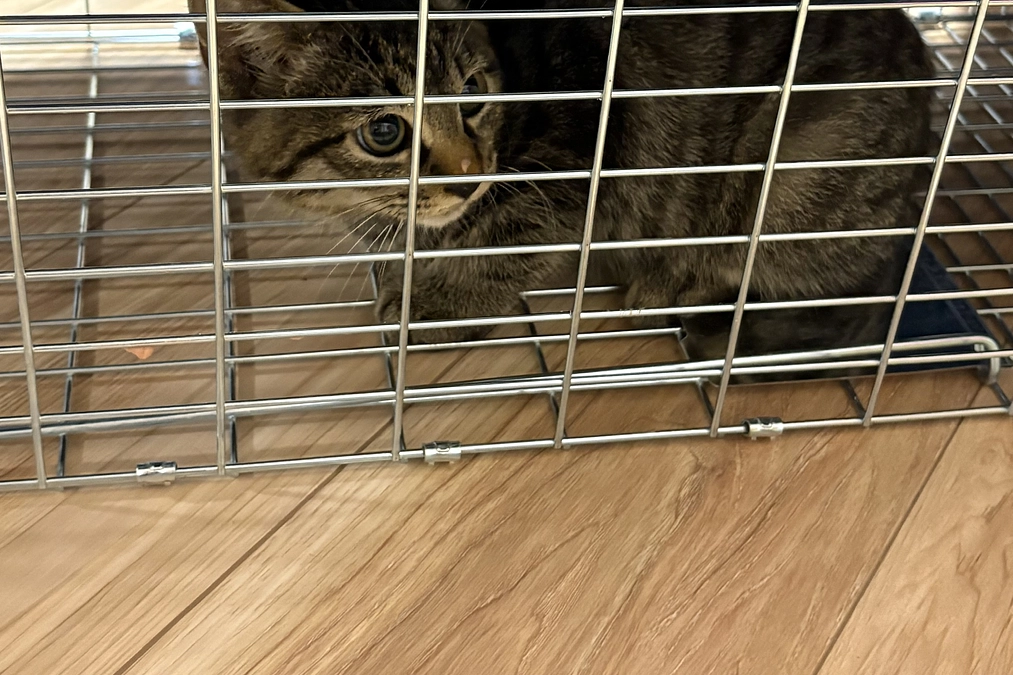 【進捗報告】キジトラちゃんを捕獲および保護いたしました。