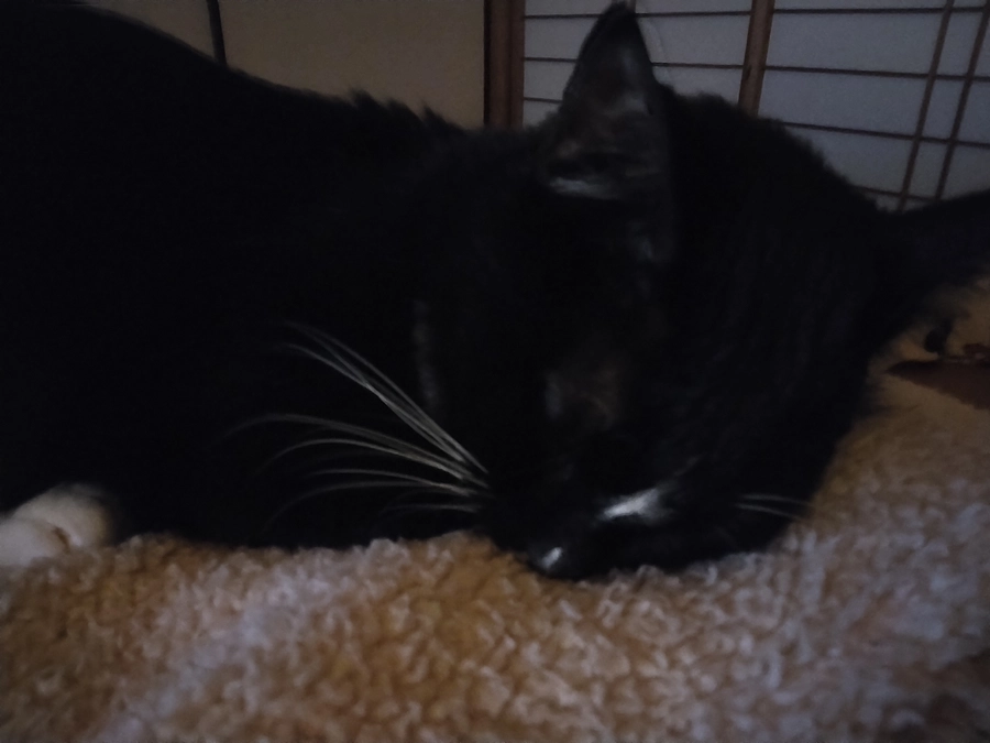 2/9はなちゃんの様子