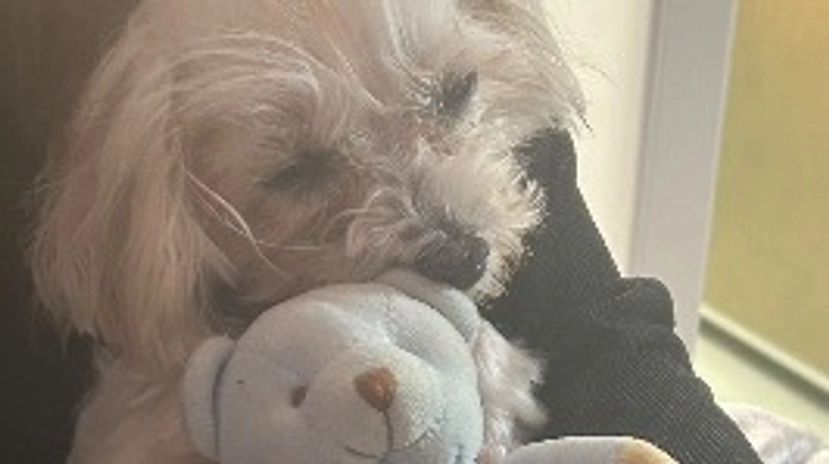 【ご報告】🚨残り3日🚨術後のマリと目標金額について