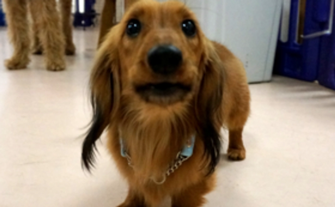 保護犬が安心して暮らせるご支援を!