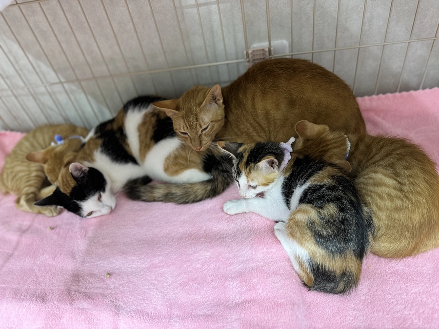 【残り2日となりました】追加の応援もぜひよろしくお願いいたします。