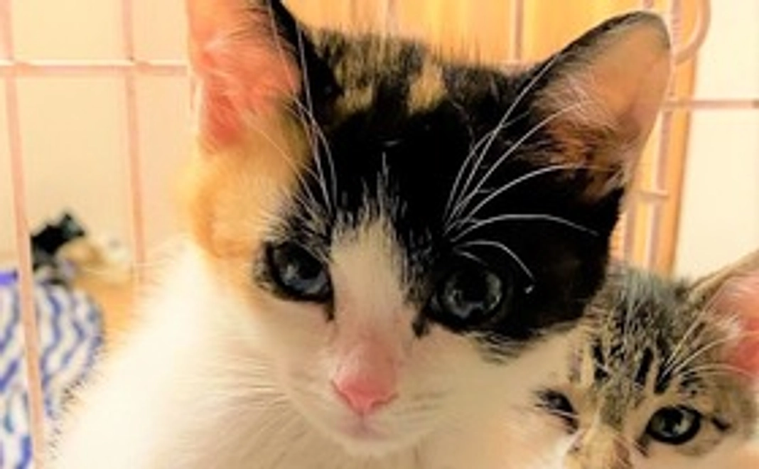 感謝のメッセージと経過のご報告（返礼品なし）1