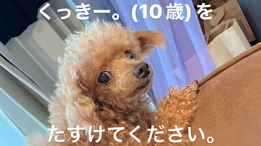 くっきー。を救ってください。 のトップ画像