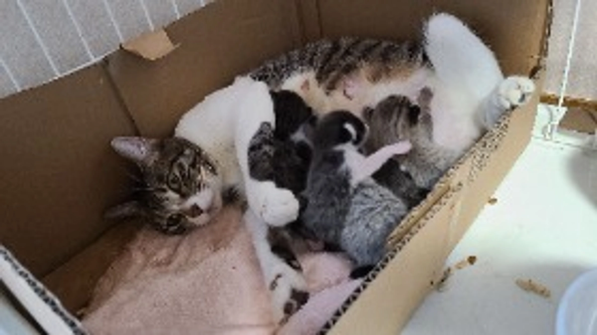 まりひめの子猫たち生後一週間を迎えました！