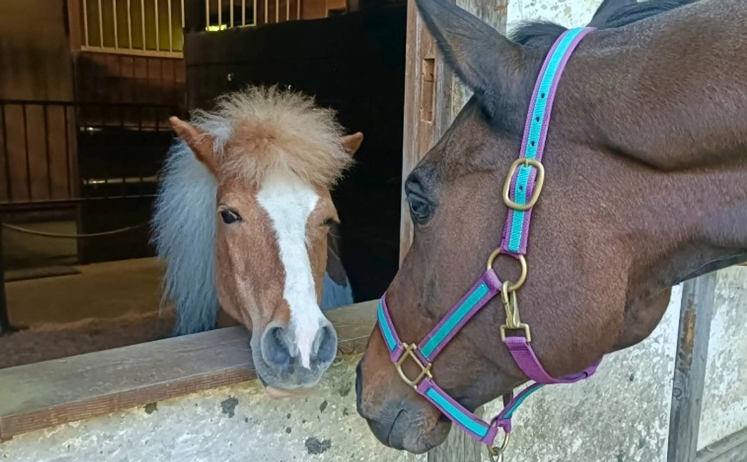 紡ぎっ子サポーター|2000円