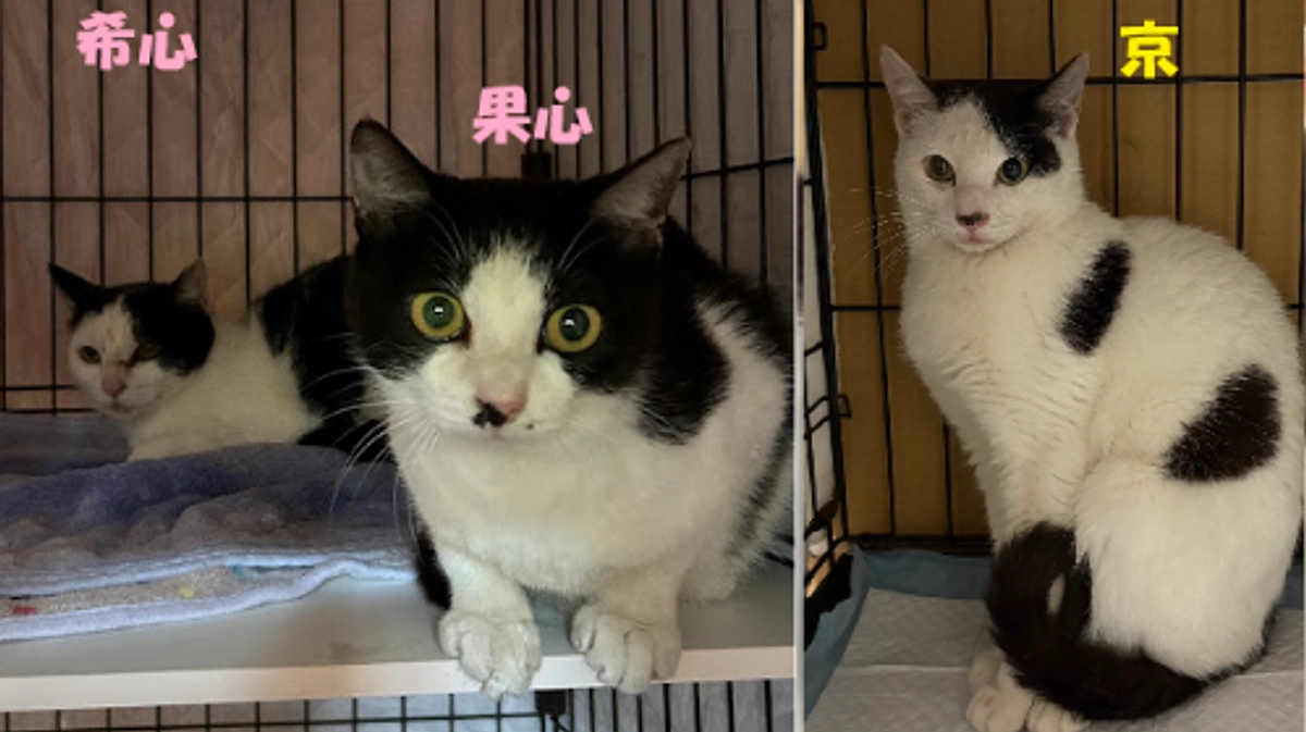 続々　ヘルプ依頼！