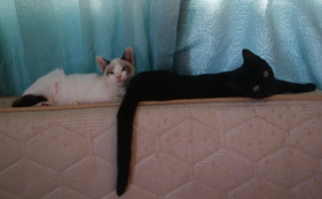 ずっとのおうちへ！1000円