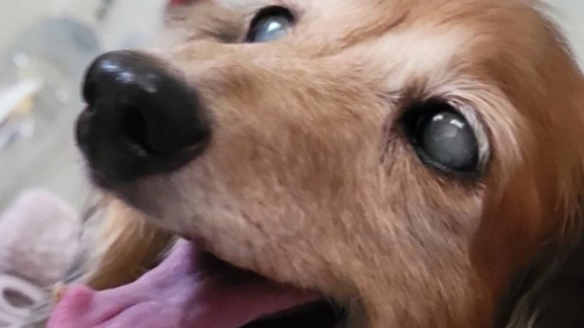 【ご存知ですか？】高齢犬より体も心もボロボロの「繁殖引退犬」。それでも愛を注げば…