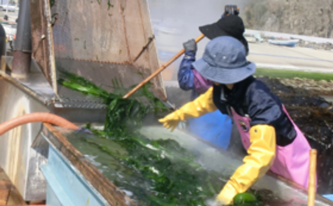 漁師が育てた塩蔵わかめ