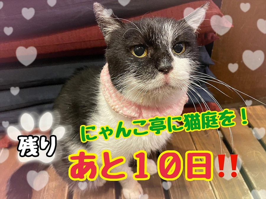 第6回久米島TNR.TNTAプロジェクト3/31・4/1