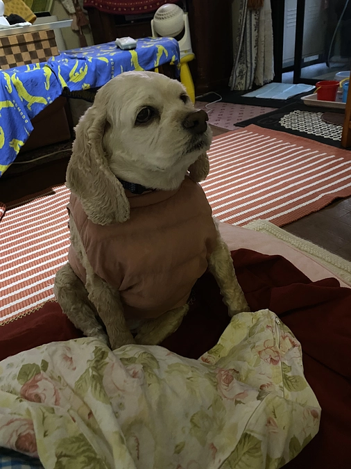 最後のご支援お願いします！あと24万円不足しております！ロレンツア応援お願い致します！