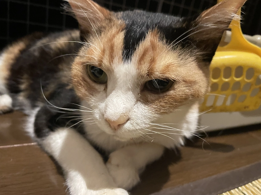 ミロの応援よろしくお願いいたします。