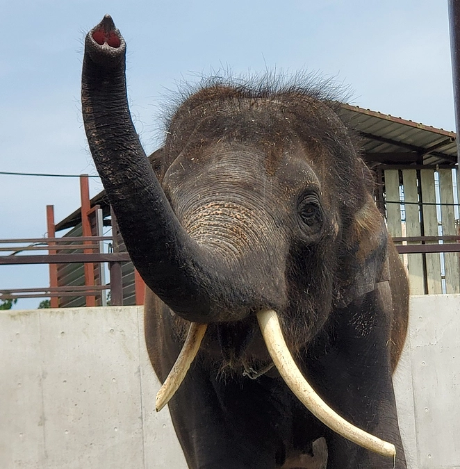 今日のオスゾウ「結希」
