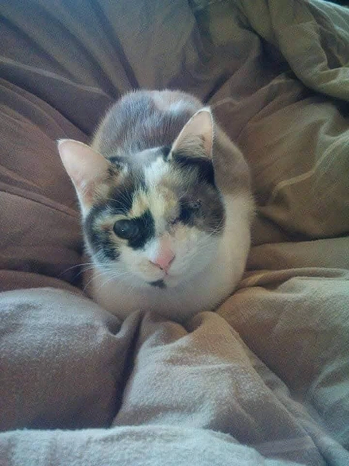 餌さえやれば、何とかなる・・失明した子猫!!