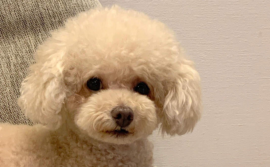 ペロへのご支援1