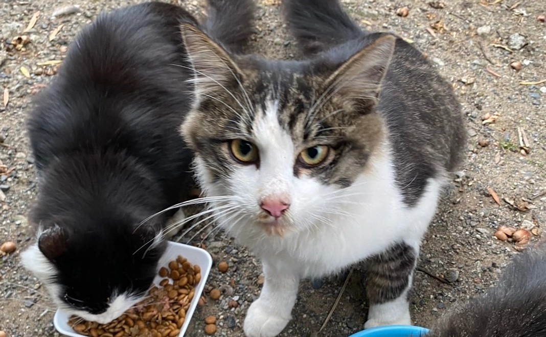 応援コース20,000円　保護猫カレンダー送付