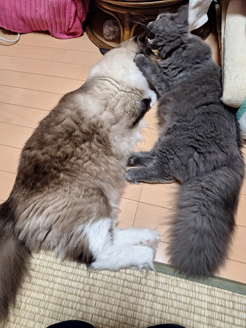 まだ１０ヶ月のポンちゃんを助けたいです☘️