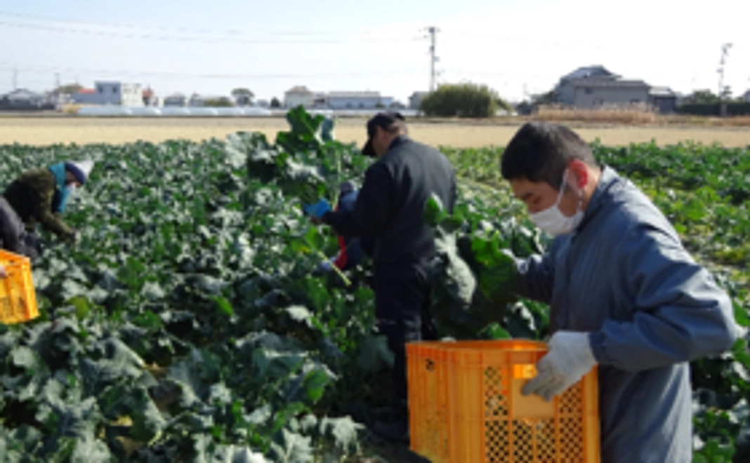高床式砂栽培で栽培したお野菜コース！