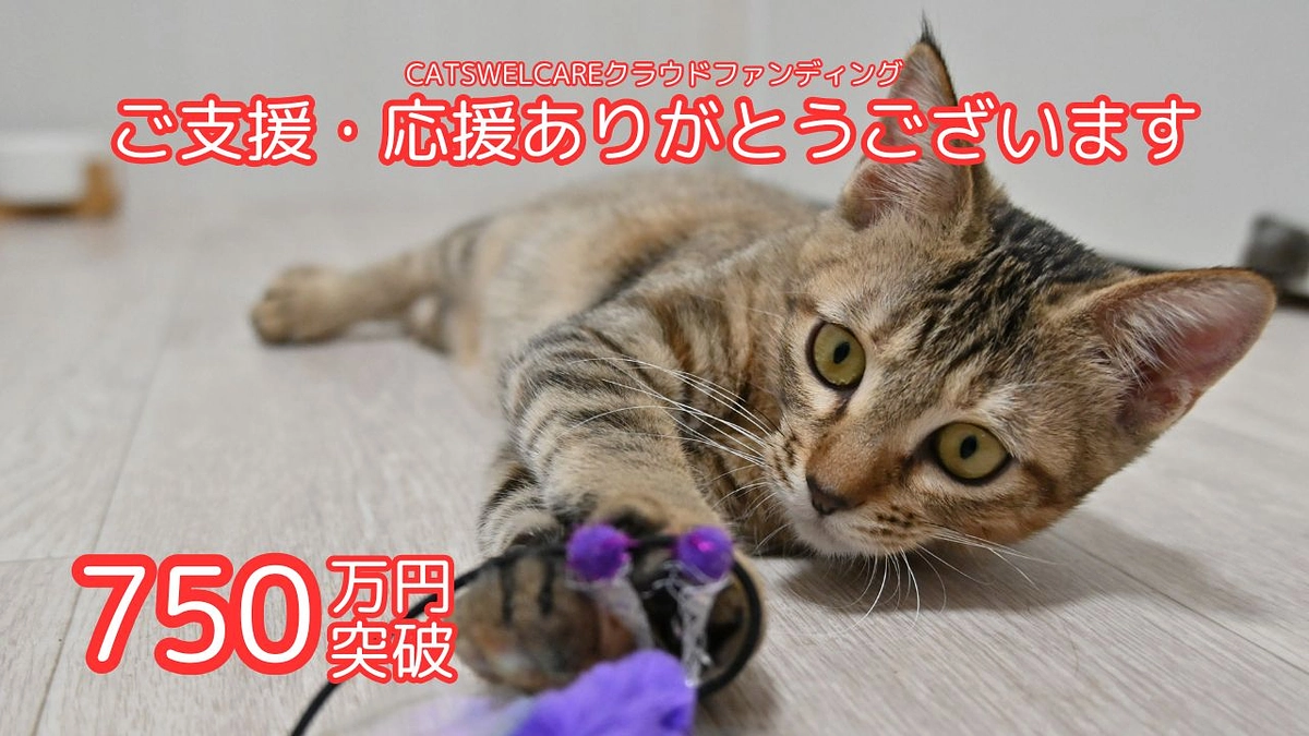 【目標の75%！】おかげさまで750万円を突破しました