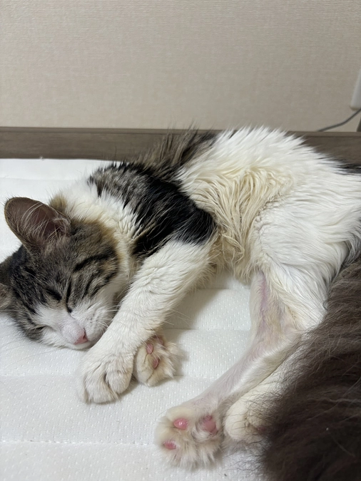 手術後の抜糸が終わり、カラーも取れました！