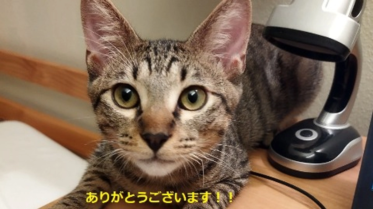 クラファン始まりました！