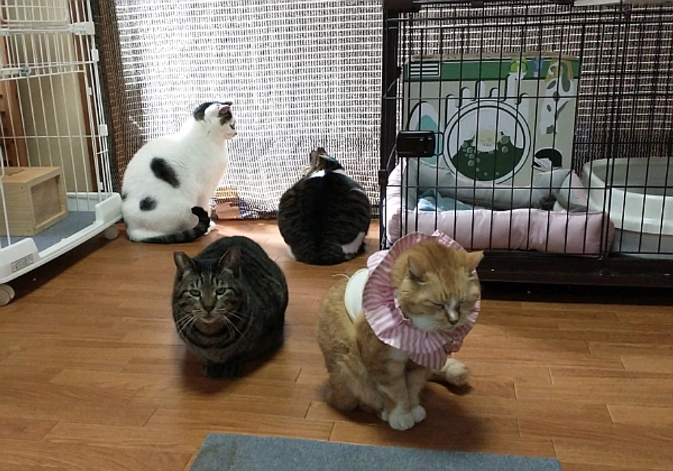 シェルターだより（10月）