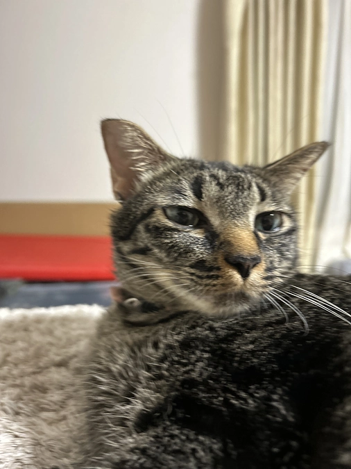 少し食べました