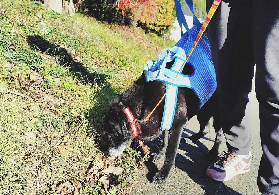 盲導犬引退犬フェイ、19歳のお誕生日おめでとう！！