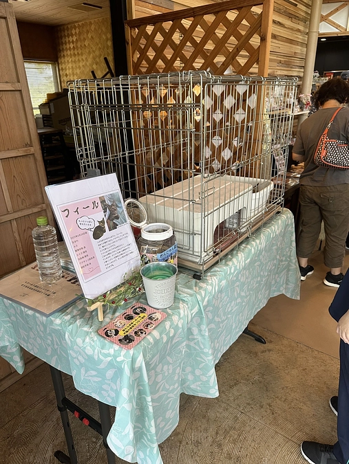 「譲渡・トライアル・保護のご報告（2025年8月）」