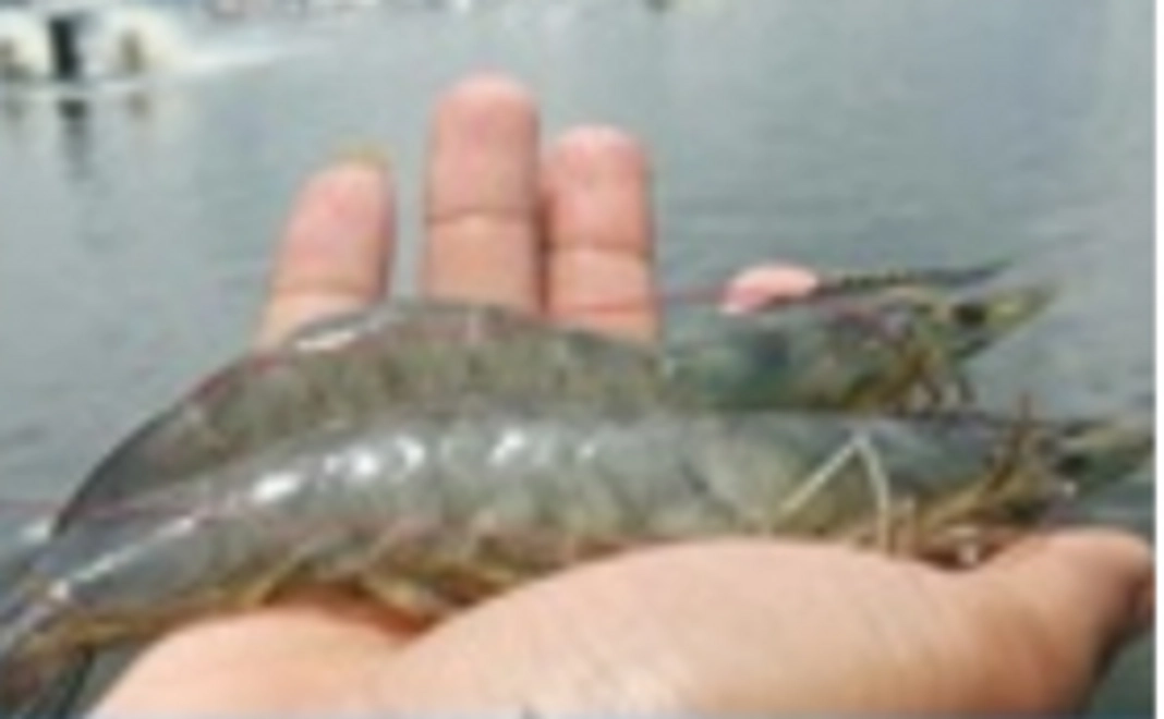 アチェ産バナメイ海老