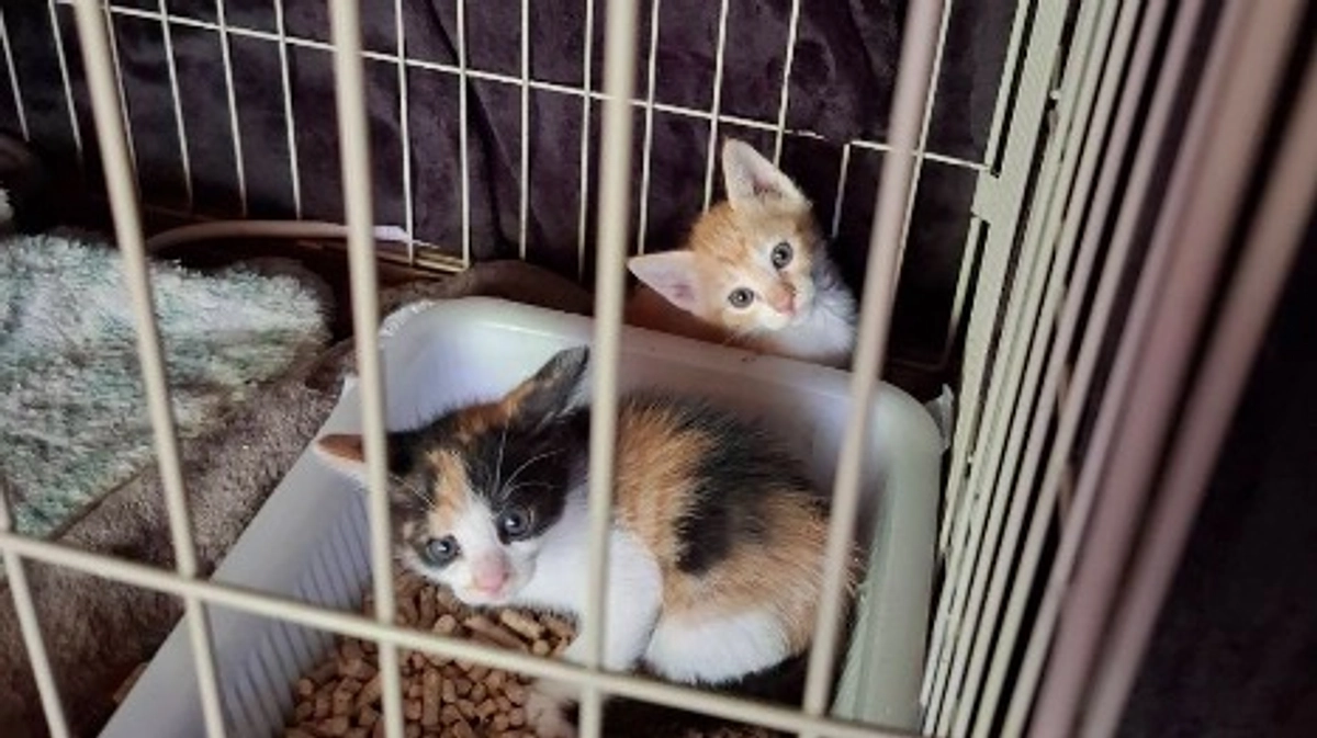 まだまだやってくる！