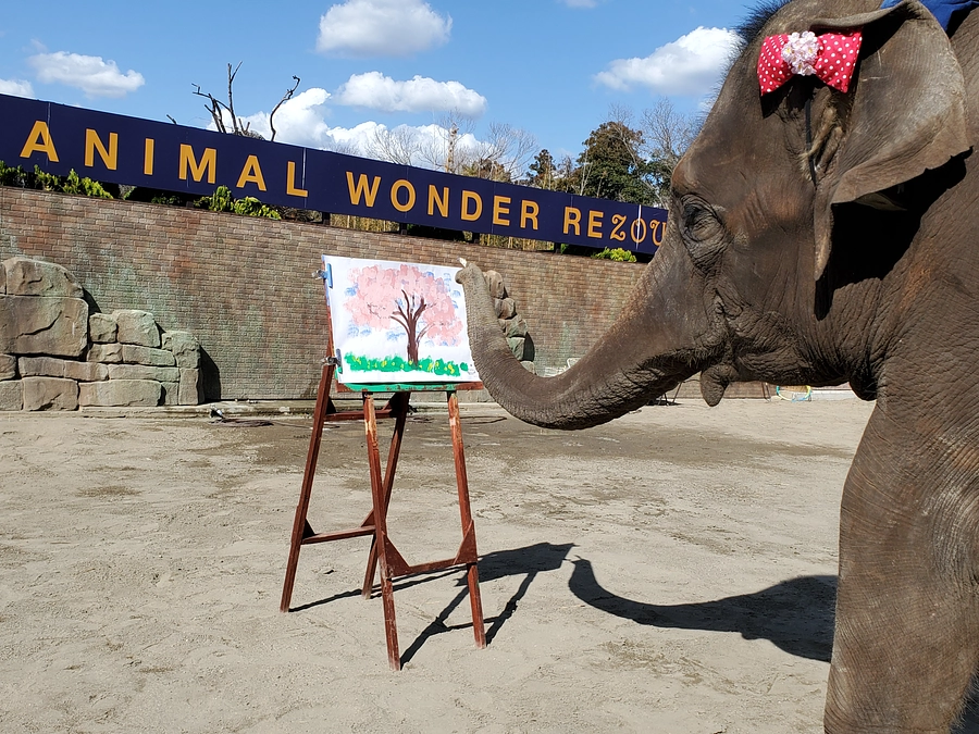 結希のパートナー有力候補？結希の大好きな「ゆめ花」のご紹介！