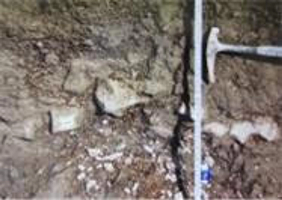 しんちゃんクジラ２