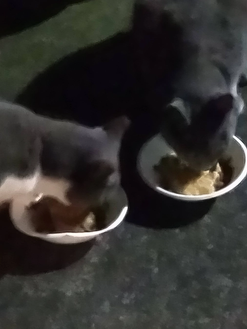 ブリティッシュショートヘアちゃん達