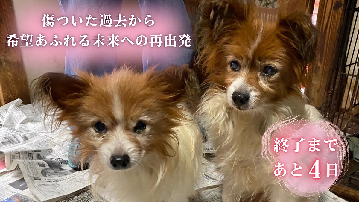 【残り1日】里親様からの応援メッセージのご紹介です