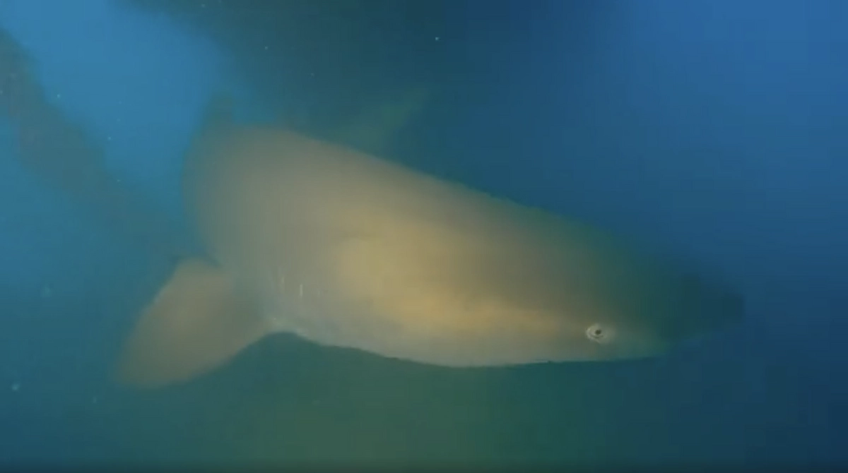 新コーナー「今日のシロワニ」スタートです！　〜11月25日 沈船にて〜