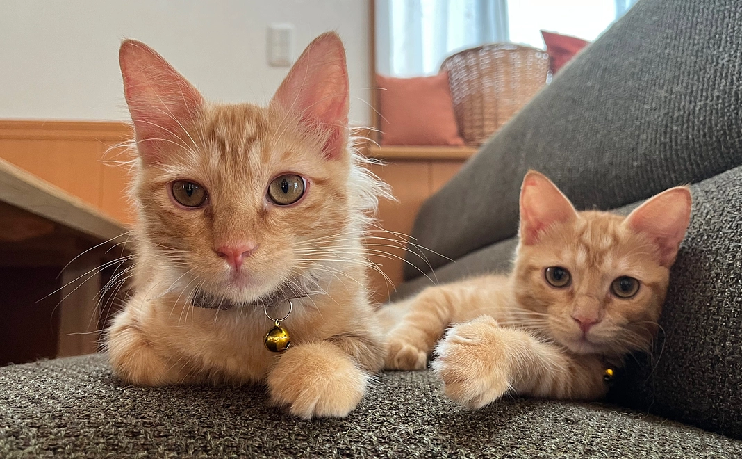 チロミル応援リターン不要1