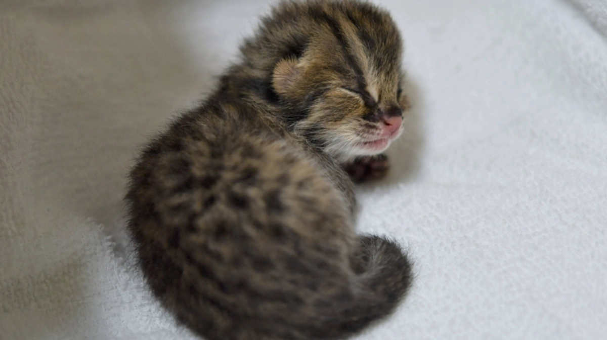 2021年｜⽇本で初めて⼈⼯授精でツシマヤマネコの⾚ちゃん誕⽣のお話