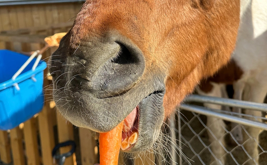 にんじんコース