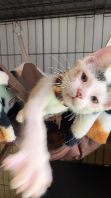 トライアルまで約10日間