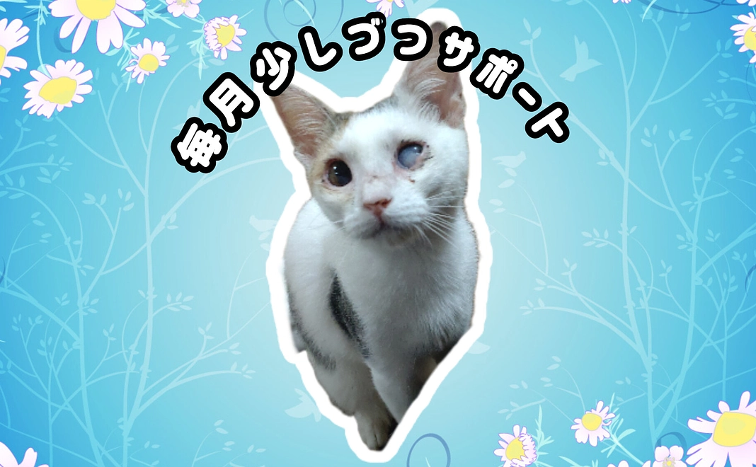 毎月少しづつサポート