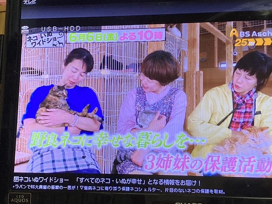6月６日BSネコイヌワイドショーに出ます😻🐶🌟
