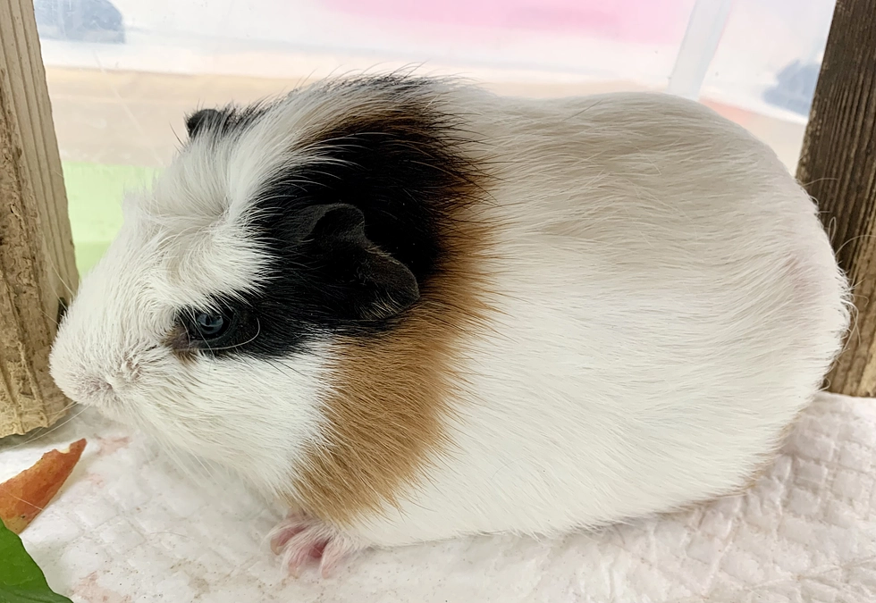 難易度の高いモルモットの去勢