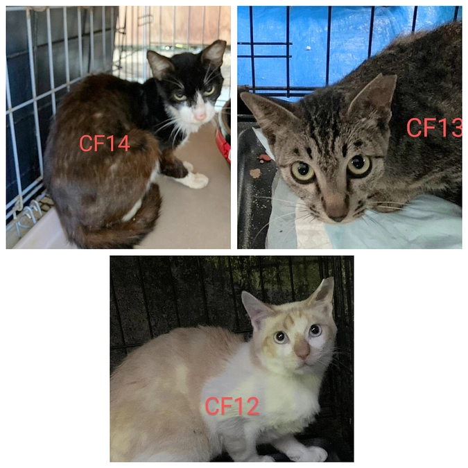 CF１２～１４TNR終わりました