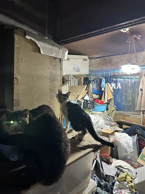 飼い主死亡で猫たちのレスキューをしてきました。