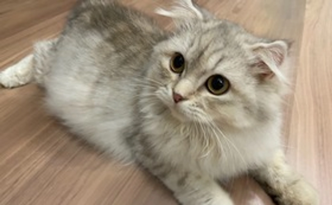 エルサ応援コース　御礼メール