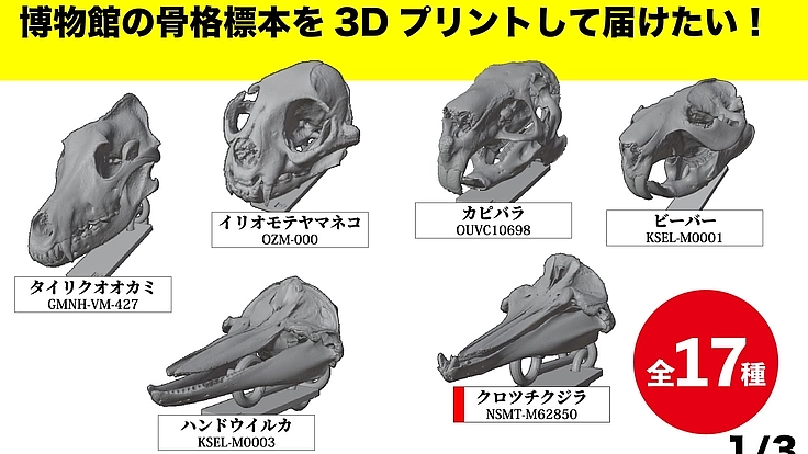 見るだけの骨から、触れる骨へ｜手のひらサイズの哺乳類頭骨レプリカ 4枚目