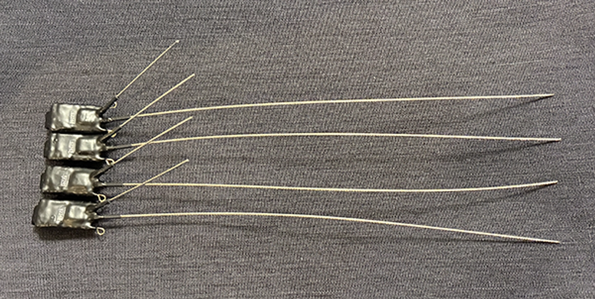 オーストンオオアカゲラの調査で奄美大島に