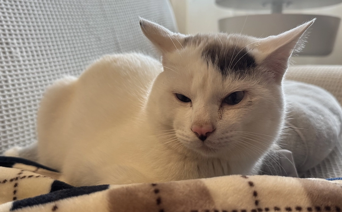 スモーキーのストレス